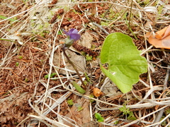 Viola epipsila