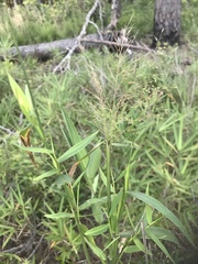 Dichanthelium mattamuskeetense