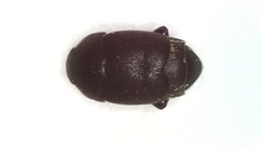 Brachypterolus