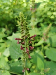 Stachys sylvatica