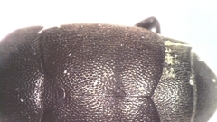 Brachypterolus