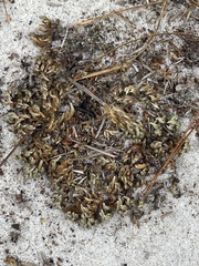 Selaginella acanthonota