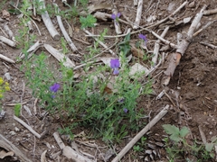 Viola etrusca