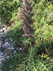 Acanthus spinosus