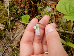 Viola epipsila