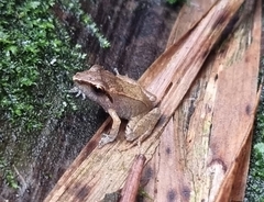 Pristimantis achatinus