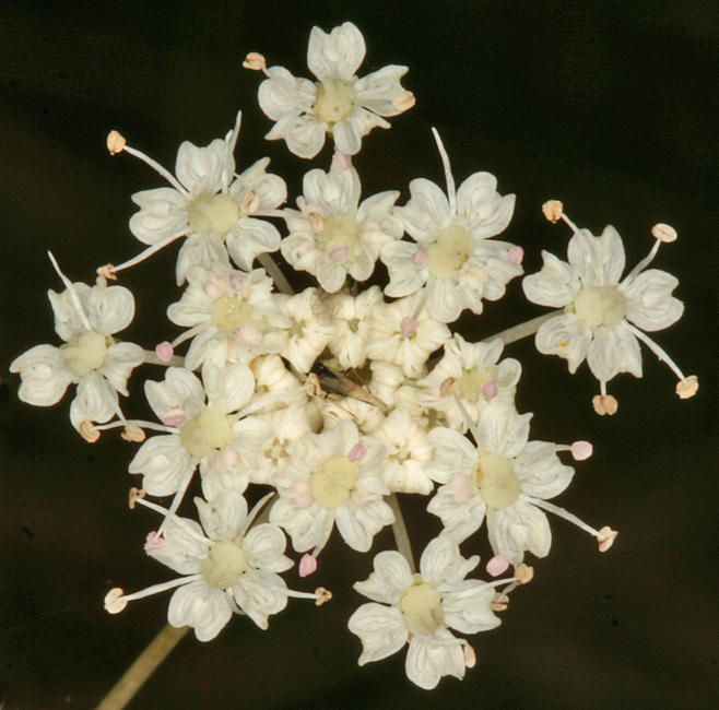 Perideridia gairdneri ssp. borealis