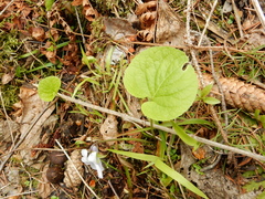 Viola epipsila