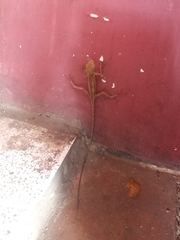 Calotes versicolor