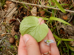 Viola epipsila