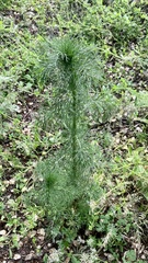 Tripleurospermum inodorum