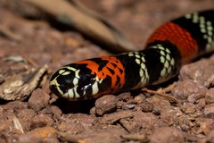 Micrurus altirostris