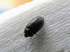 Attagenus unicolor