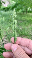 Dactylis glomerata