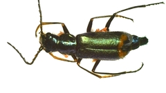 Clanoptilus geniculatus