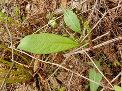Cirsium oleraceum