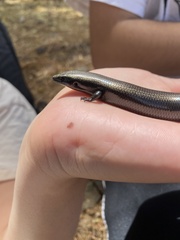 Chalcides viridanus