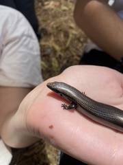 Chalcides viridanus