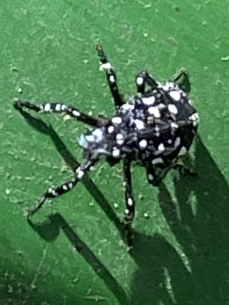 Spotted Lanternfly from Cecilton Warwick Rd, Warwick, MD, US on May 25 ...