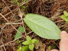 Cirsium oleraceum