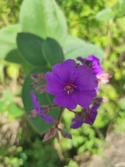 Pleroma heteromallum