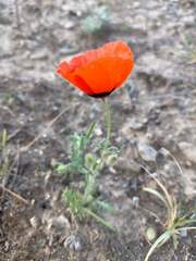 Papaver pavoninum