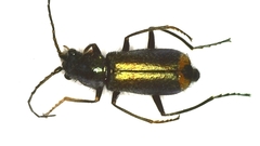 Clanoptilus geniculatus