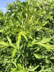 Artemisia vulgaris