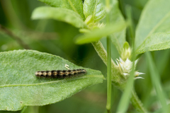 Eretmocera impactella