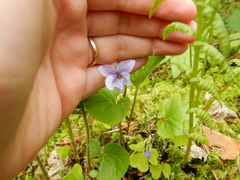 Viola epipsila