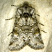 Lacinipolia anguina - Photo (c) Michael Butler, algunos derechos reservados (CC BY-NC), subido por Michael Butler