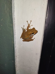 Polypedates cruciger