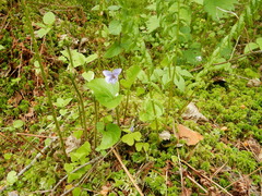 Viola epipsila