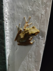 Polypedates cruciger