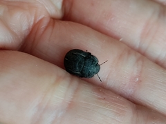Odontoscelis