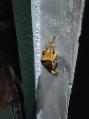 Polypedates cruciger