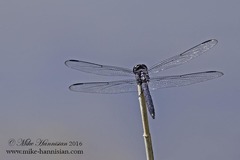 Libellula incesta