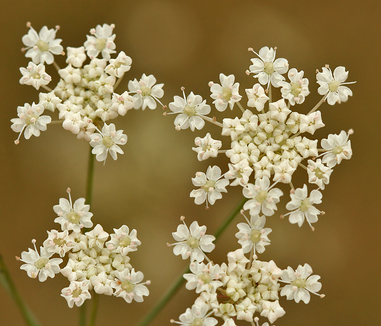 Perideridia gairdneri ssp. gairdneri
