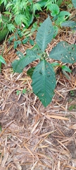 Solanum anceps