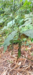 Solanum anceps