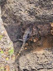 Phyllodactylus baurii