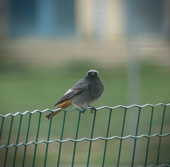 Phoenicurus ochruros