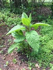 Phytolacca americana