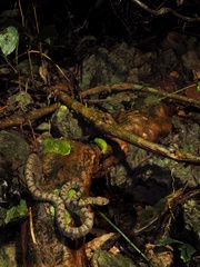 Trungkhanh Pitviper photo 3