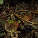 Protobothrops trungkhanhensis - Photo (c) Yoshitaka Tahara, algunos derechos reservados (CC BY-NC), subido por Yoshitaka Tahara