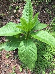 Phytolacca americana