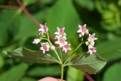 Apocynum × floribundum