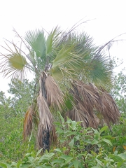 Acoelorraphe wrightii