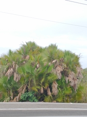 Acoelorraphe wrightii