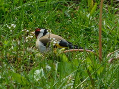 Carduelis carduelis